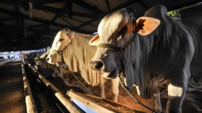 466 Hewan Kurban di Bantul Terinfeksi Cacing Hati, Daging Tetap Layak Konsumsi