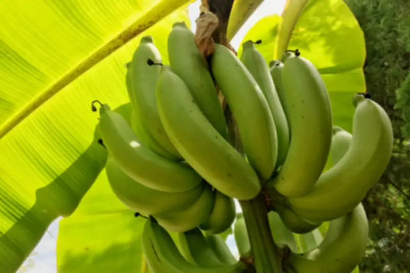 5 Bagian Pohon Pisang yang Bisa Dimakan Selain Buahnya