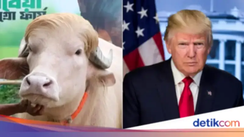 5 Berita Terpopuler Internasional Hari Ini: Kerbau Albino Mirip Trump hingga Iran