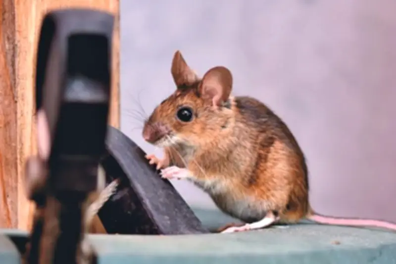 5 Cara Alami Usir Tikus dari Dapur Tanpa Racun Berbahaya