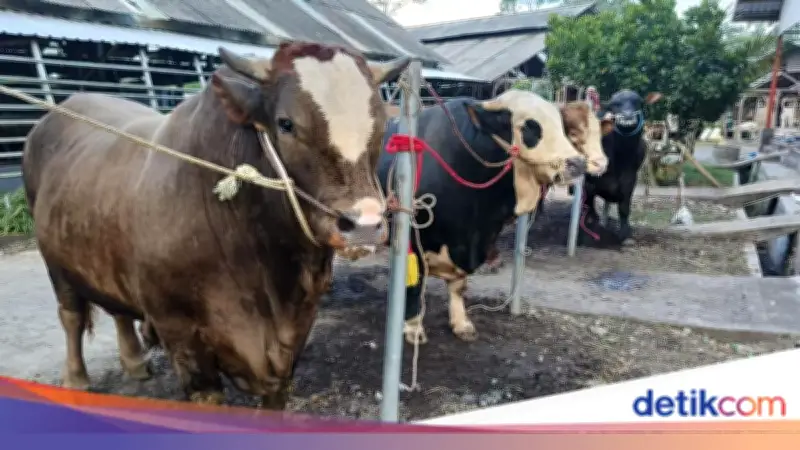 5 Hal Penting Persiapan Kurban Sebelum Idul Adha 2026
