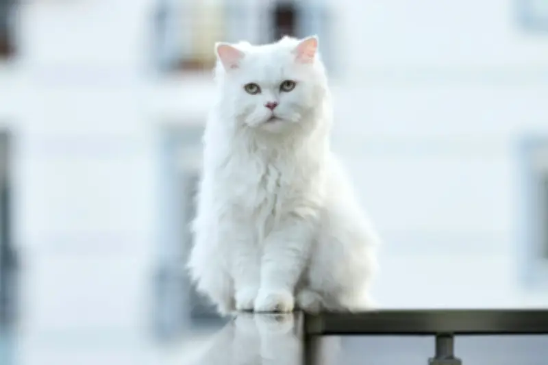 5 Ras Kucing dengan Usia Hidup Terpanjang, Ada yang Capai 20 Tahun