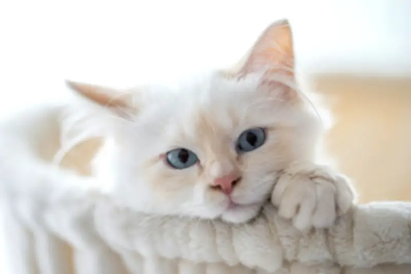 5 Ras Kucing Putih Mudah Dirawat, Cocok untuk Pemula