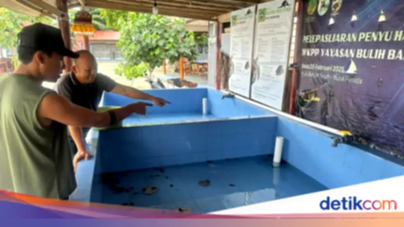 84 Tukik di Nusa Penida Ditemukan di Septic Tank, Bukan Dicuri