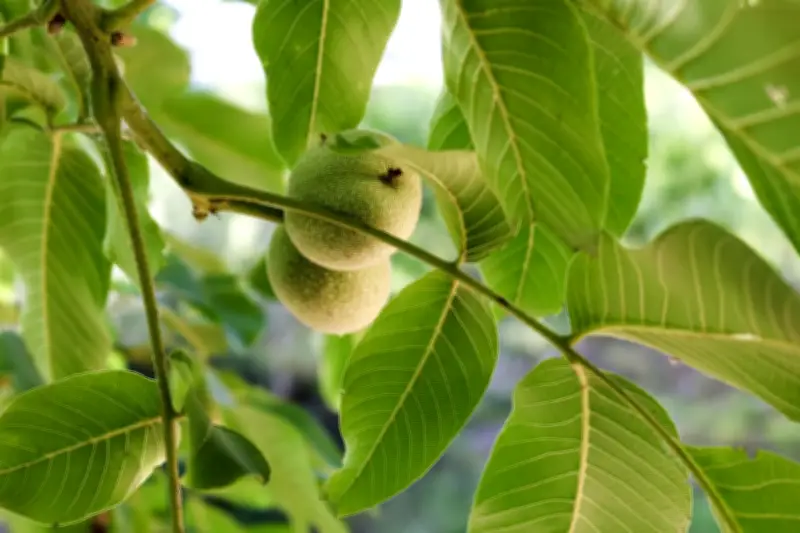 Air Rebusan Daun Jambu Biji: 4 Manfaat untuk Kesehatan