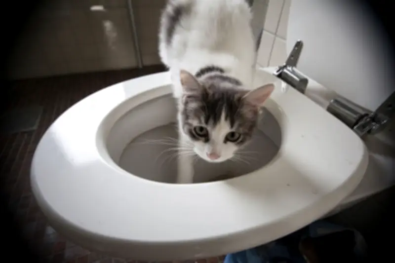 Alasan Ilmiah Kucing Lebih Suka Minum dari Ember atau Toilet