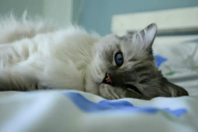 Aman atau Berbahaya? Tidur Sekasur dengan Kucing Menurut Medis