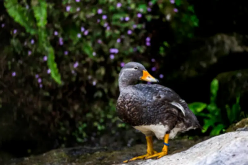 Apa Itu Duck Syndrome yang Viral di Media Sosial?