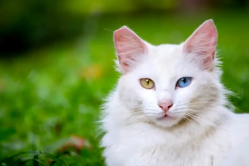 Apakah Kucing Benar-Benar Bisa Merasakan Kecemburuan? Ini Faktanya