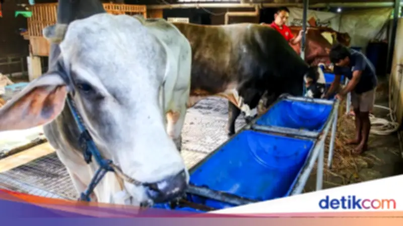 Apakah Kurban Wajib? Simak Hukum dan Dalil Menurut Ulama