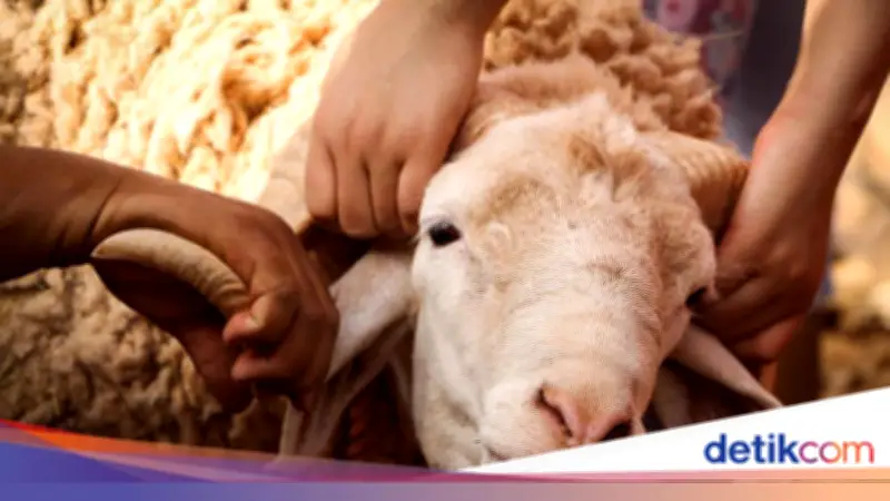 Batas Waktu Pembagian Daging Kurban: Ini Penjelasan Lengkapnya