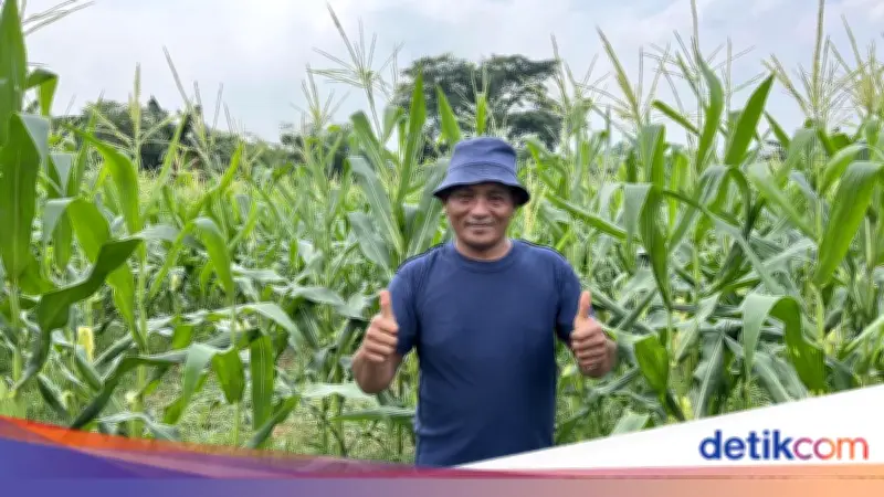 Berkah Talas dari Cikeas, Iyos Renovasi Rumah Berkat BRI