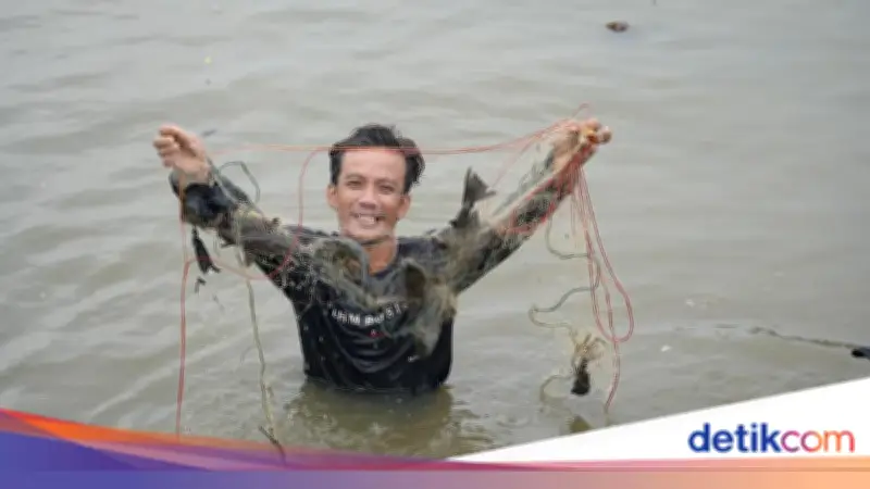 Bersih-bersih Situ Citatah Bogor, 220 Kg Ikan Sapu-sapu Ditangkap