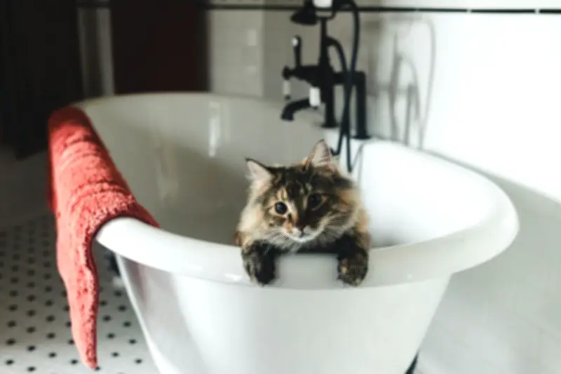Bolehkah Memandikan Kucing Pakai Sampo Manusia? Ini Kata Ahli