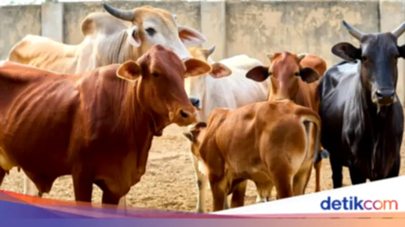 Cara Kurban Online: Harga Hewan 2026 dan Panduan Lengkap dari Baznas