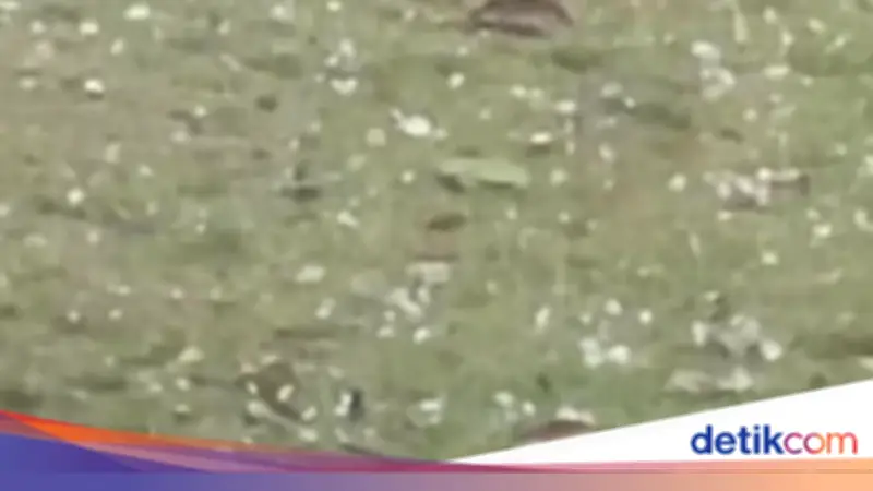 Cuaca Ekstrem di Pandeglang: Hujan Es dan Pohon Tumbang Melanda