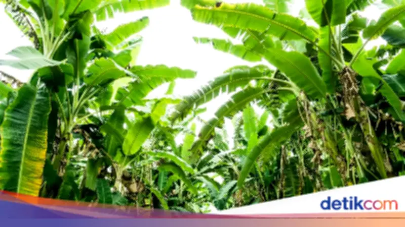 Curi 5 Tandan Pisang, Pria di Cileungsi Bogor Diamankan Warga