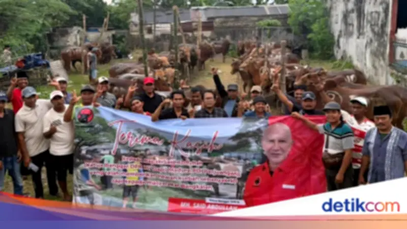 DPD PDIP Jatim Bagikan 485 Sapi Kurban untuk Warga Miskin dan Panti Asuhan
