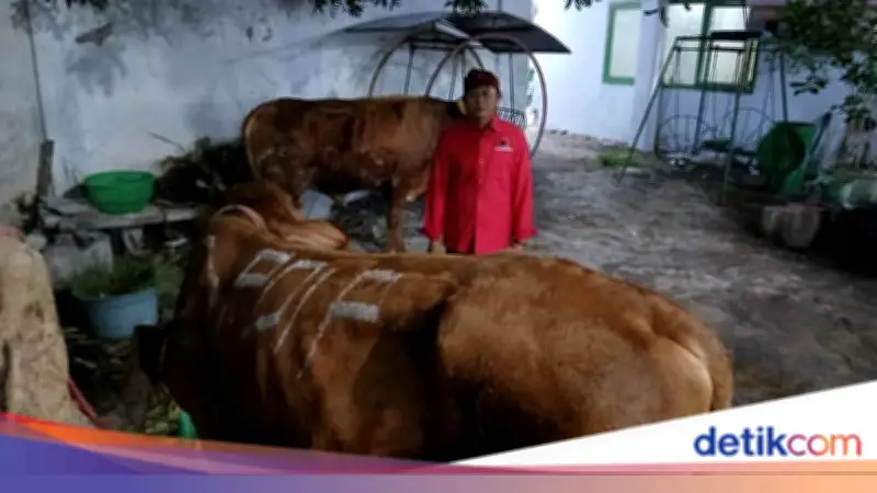 DPD PDIP Jatim Salurkan 468 Sapi Kurban untuk Warga dan Pesantren