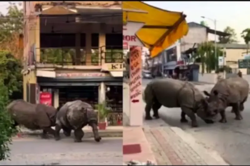 Dua Badak Bercula Satu Bertarung di Dekat Jalan Umum Nepal, Warga Terkejut