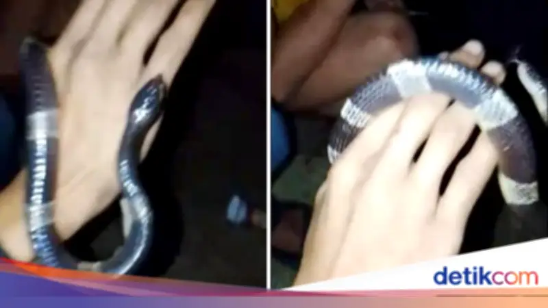 Dua Pria di Bogor Digigit Ular Weling saat Nongkrong, Satu Tewas