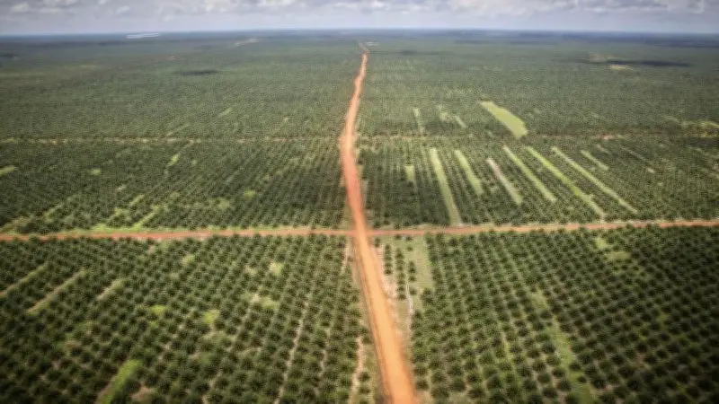 Eksploitasi Papua Semakin Parah dengan PSN, Kayu Hutan ke Mana?