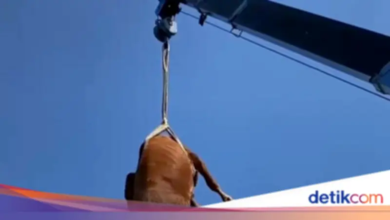 Geger Sapi Kurban Terbang di Klaten, Ternyata Dievakuasi Pakai Crane