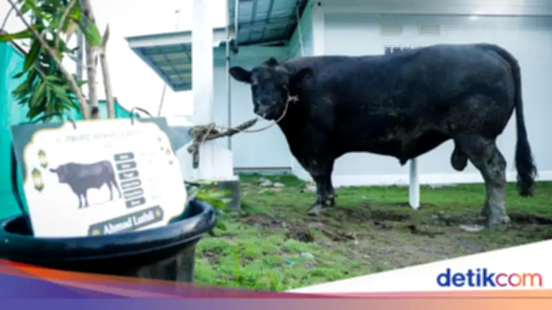 Gubernur Jateng Salurkan Sapi Kurban 906 Kg ke Warga Huntara Tegal