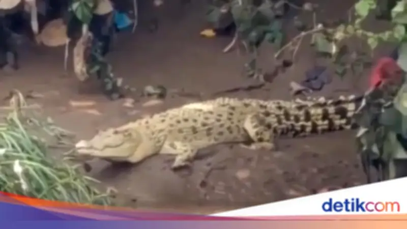 Heboh Buaya Putih di Cisadane, BPBD Imbau Warga Tak Ganggu