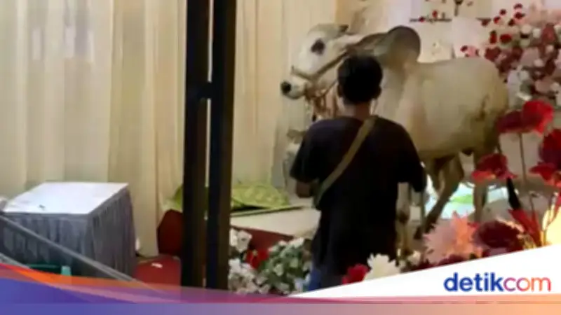 Heboh Sapi Kurban Masuk Tenda Hajatan di Banyumas, Tamu Bubar