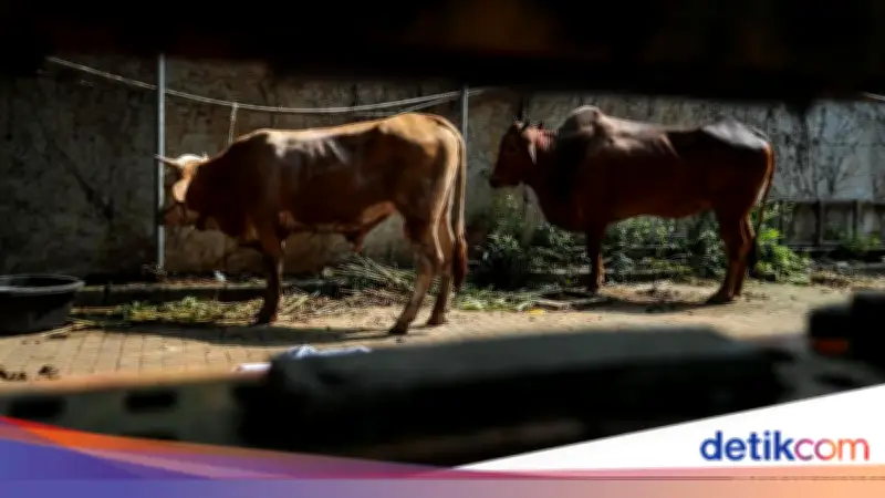 Hukum Kurban Setiap Tahun atau Sekali Seumur Hidup? Ini Penjelasannya