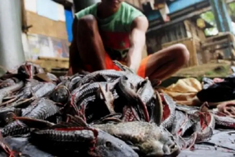 Ikan Sapu-sapu Tinggi Protein, BRIN Ungkap Syarat Konsumsinya
