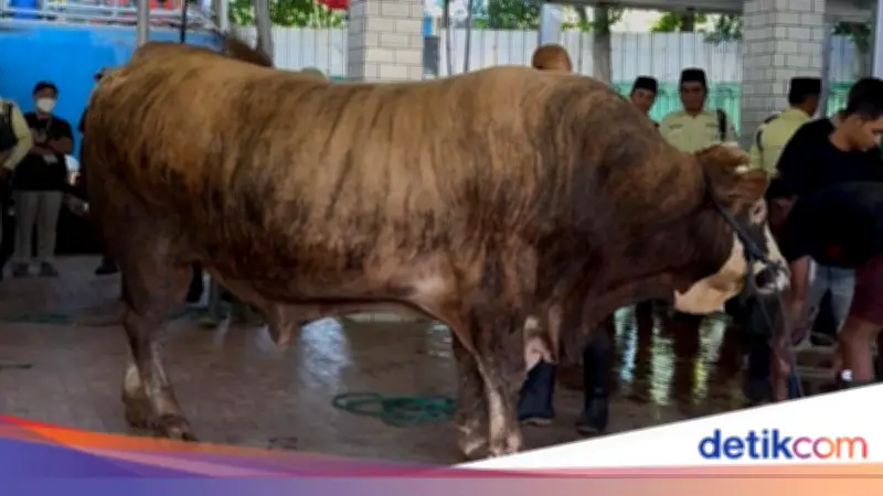 Istiqlal Potong 78 Hewan Kurban, Termasuk Sapi Prabowo dan Gibran