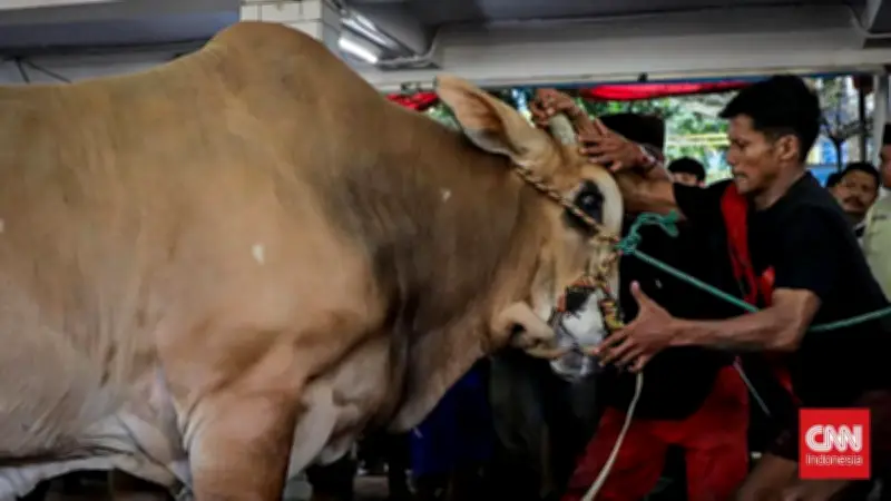 Istiqlal Tak Lagi Bagikan Daging Kurban Langsung ke Individu, Ini Alasannya