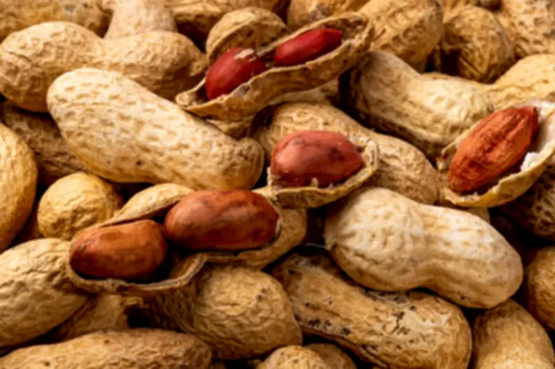Kacang Tanah: Si Kecil Kaya Protein yang Disukai Ahli Gizi