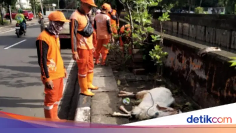 Kambing Mati di Trotoar Cempaka Putih Dievakuasi PPSU