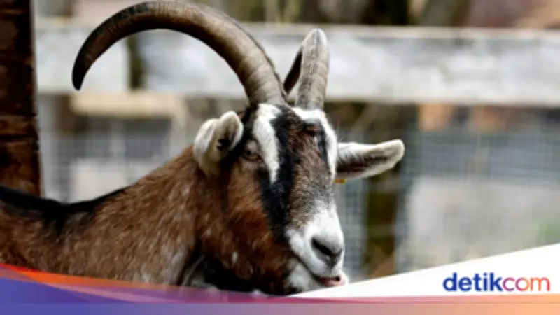 Kapan Larangan Potong Kuku Bagi yang Berkurban Mulai Berlaku?