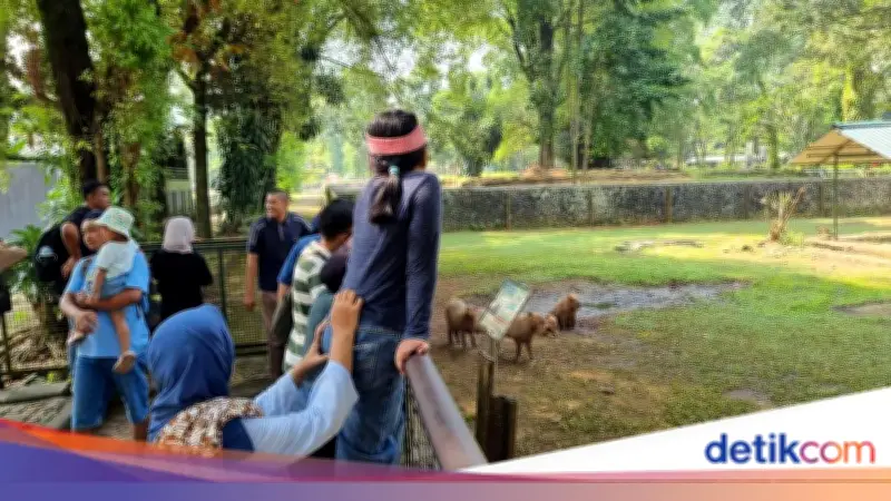 Kapibara Masbro Masih Jadi Primadona Pengunjung Ragunan