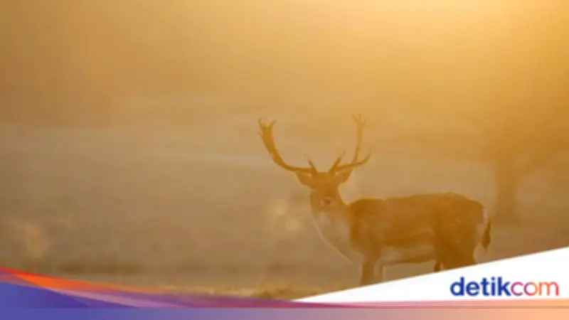 Kawanan Rusa Muncul di Permukiman Depok, Warga Heboh