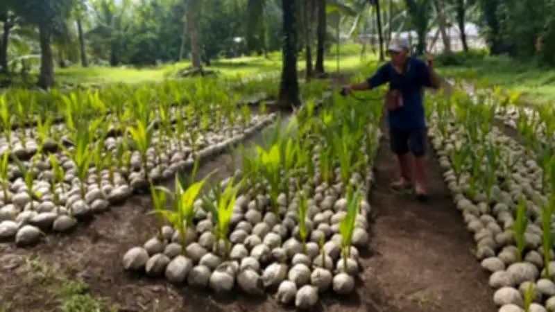 Kementan Siapkan 39.861 Bibit Kelapa untuk Petani Sulut, Dorong Hilirisasi