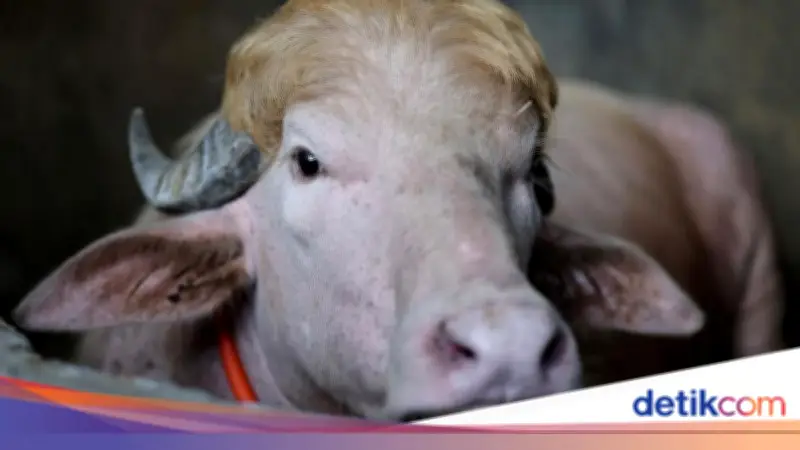 Kerbau Albino 'Donald Trump' Batal Dikurbankan saat Idul Adha 2026