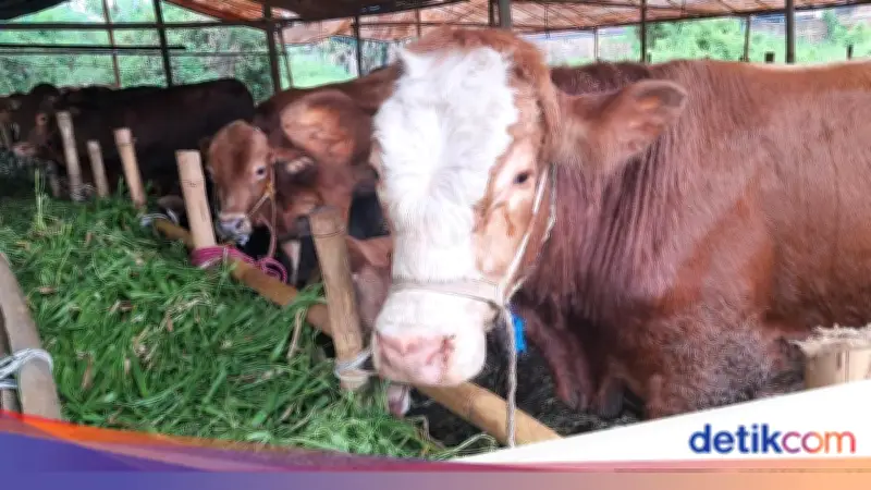Ketentuan Pembagian Daging Kurban Idul Adha, Ini Penjelasannya