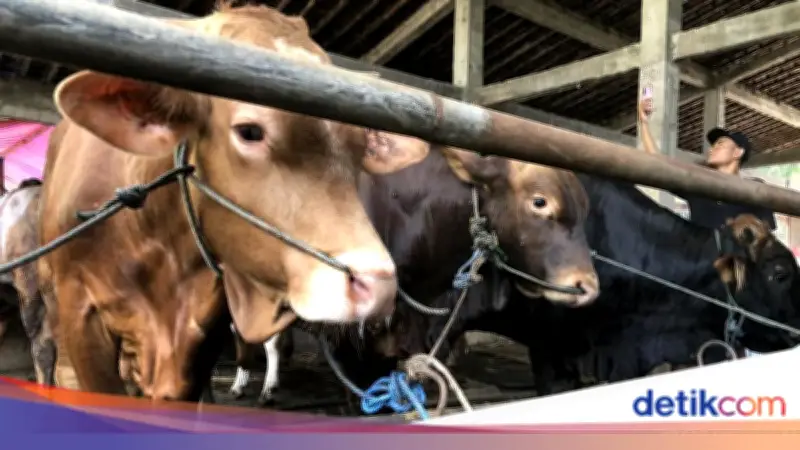 Ketentuan Tempat Penyembelihan Hewan Kurban Idul Adha