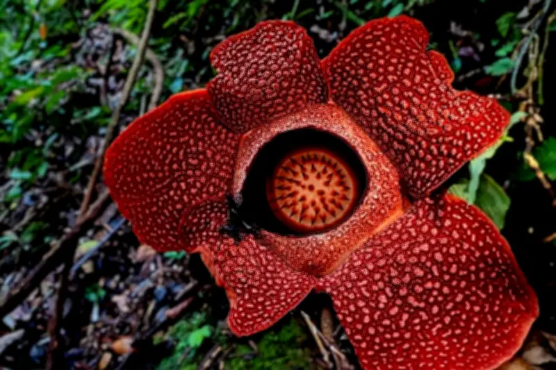 Keunikan Rafflesia: Bunga Raksasa Tanpa Daun, Batang, dan Akar