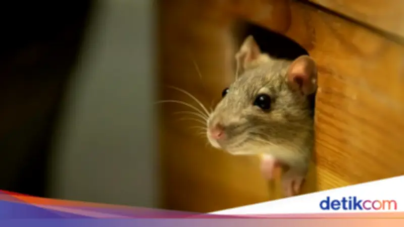 Kilas Balik: Gerombolan Tikus Diadili dengan Pengacara pada Abad ke-16