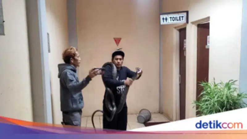 King Cobra 4 Meter Masuk Kantor BRIN Tangsel, Evakuasi Menegangkan
