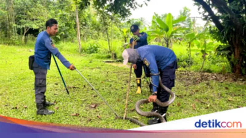 King Cobra Masuk Halaman Rumah Warga Bogor, Damkar Evakuasi Selama 1,5 Jam