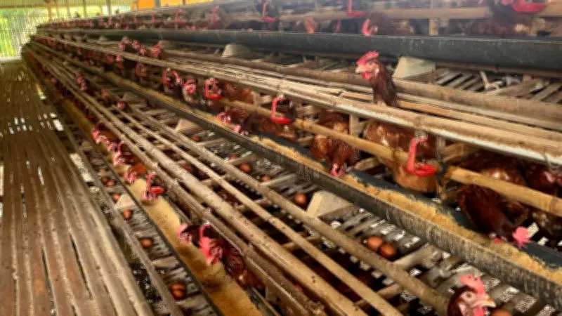Kisah Desa Cikahuripan Jaga Ketahanan Pangan Lewat Peternakan Ayam Petelur