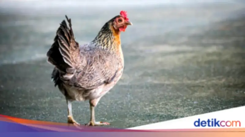 Kisah Pasukan Romawi Kalah Perang karena Abaikan Ramalan Ayam