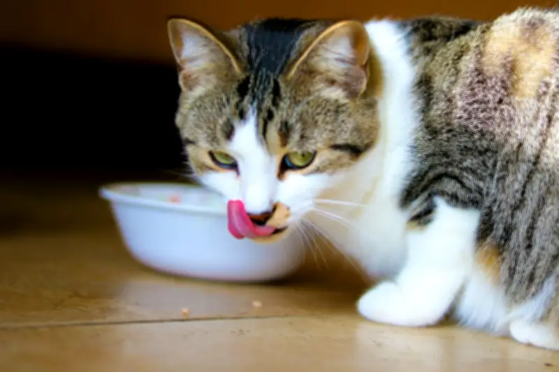 Kucing Berhenti Makan Bukan Karena Kenyang, Tapi Bosan Aroma